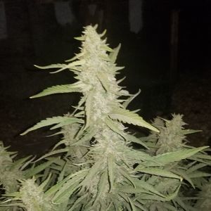 Meet your Posher, Ali